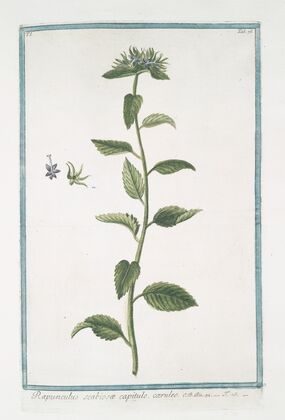 Rapunchulus scabiosæ capitulo, cæruleo