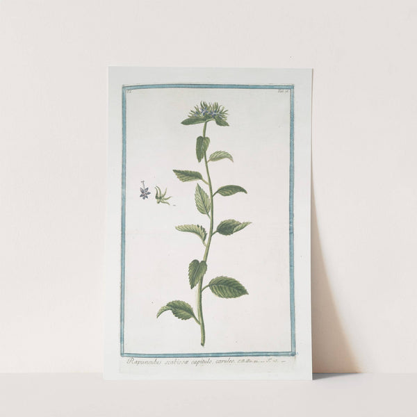 Rapunchulus scabiosæ capitulo, cæruleo by Giorgio Bonelli