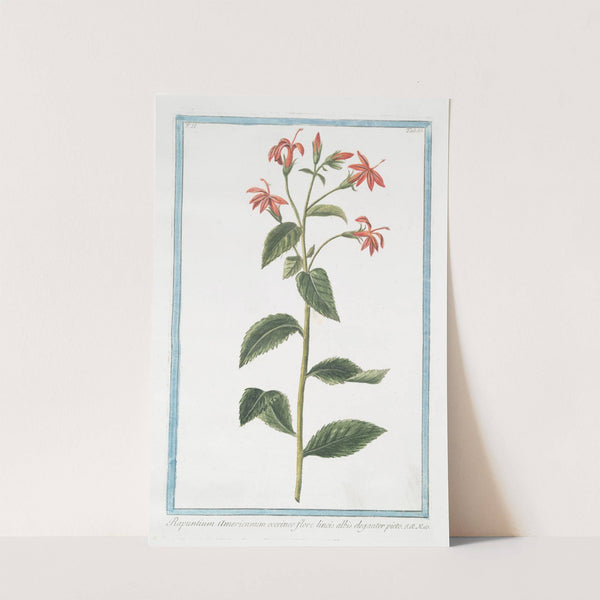 Rapuntium Americanum coccineo flore lineis albis eleganter picto by Giorgio Bonelli
