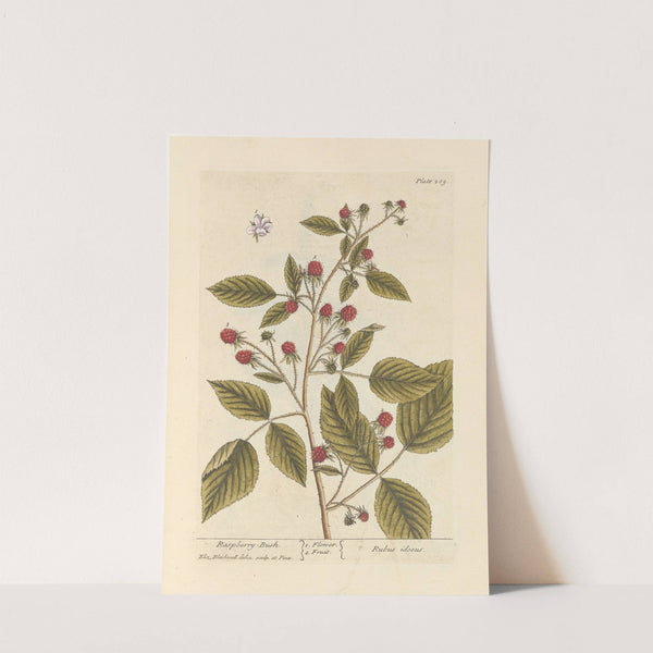 Raspberry bush by Elizabeth Blackwell