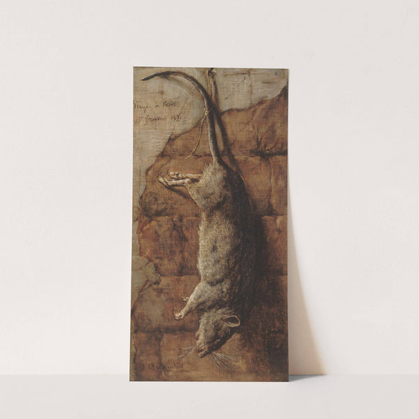 Rat ayant servi à l'alimentation pendant le siège de Paris. by Auguste Charpentier