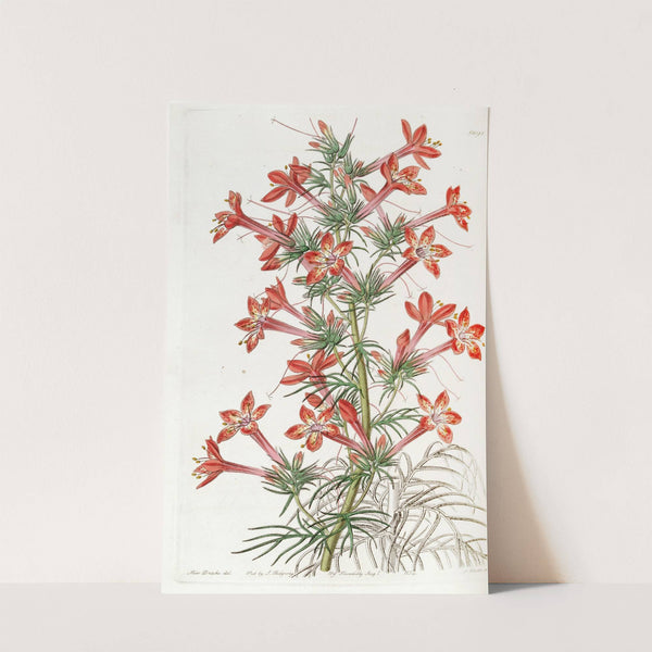 Ravenfooted Gilia by Sydenham Edwards