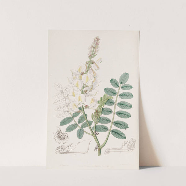 Ray-fruited Saintfoin by Sydenham Edwards