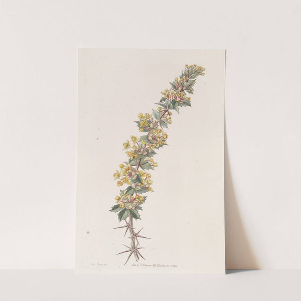 Ray-spined Berberry by Sydenham Edwards