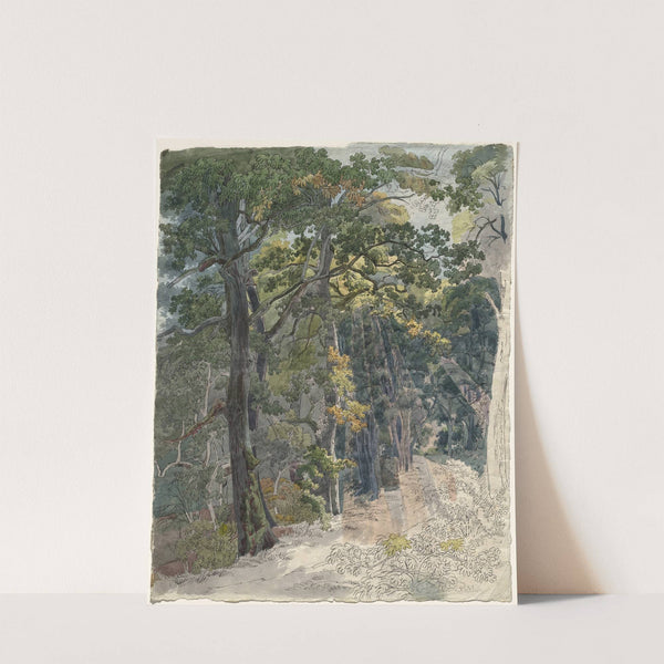 Rays of Sunlight Striking a Woodland Path by Friedrich Salathé