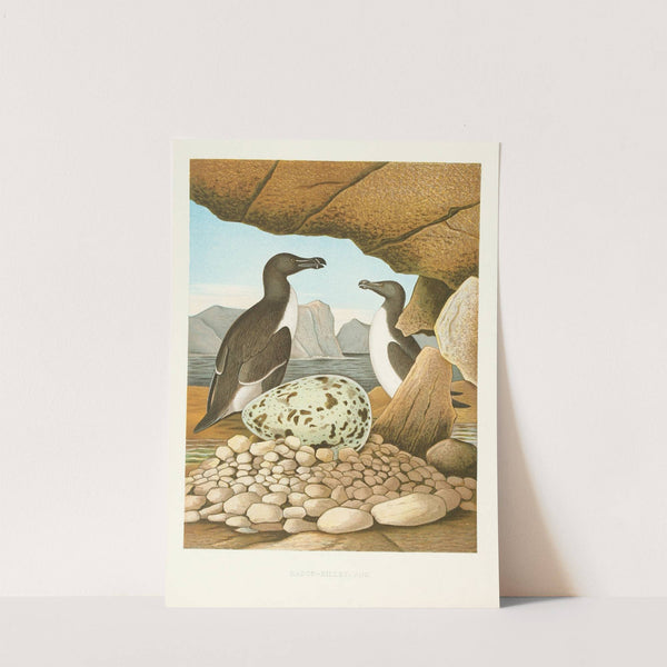 Razor-billed Auk (1882) by Edwin L. Sheppard