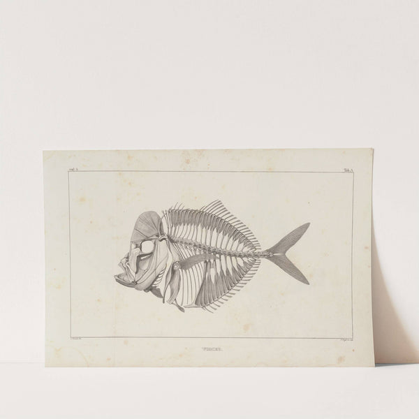 Recherches sur les poissons fossiles Pl.001 by Louis Agassiz
