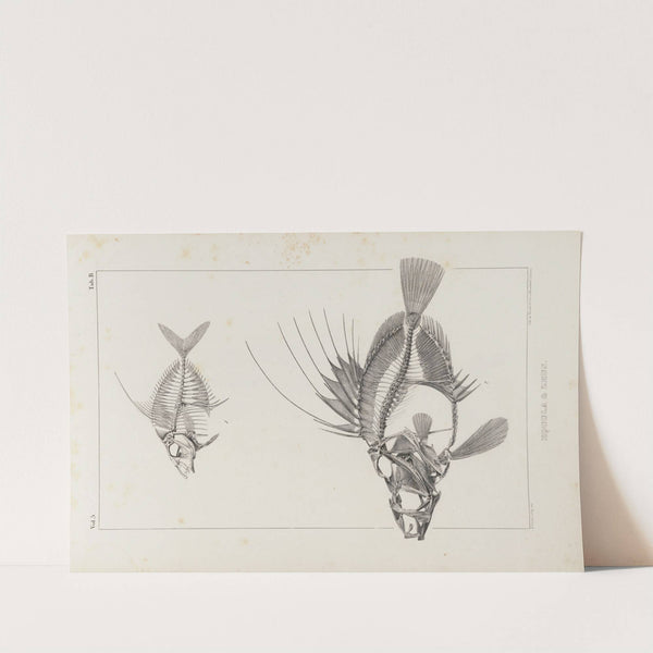 Recherches sur les poissons fossiles Pl.002 by Louis Agassiz