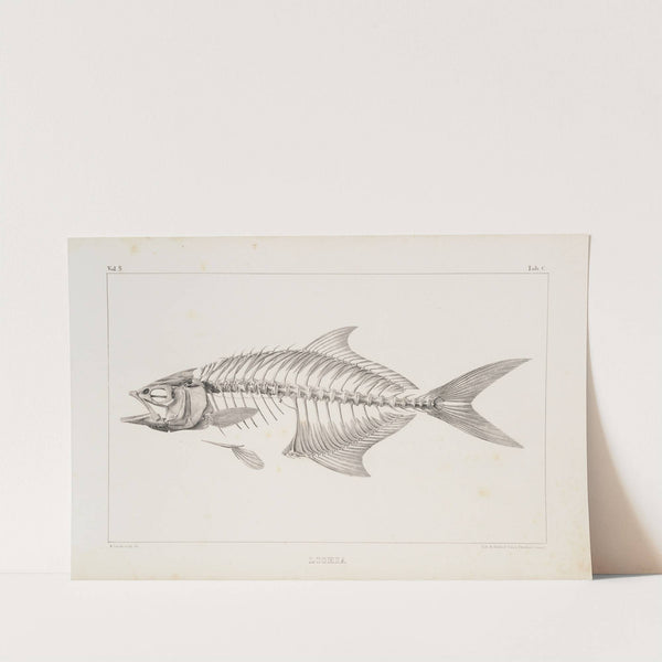 Recherches sur les poissons fossiles Pl.003 by Louis Agassiz
