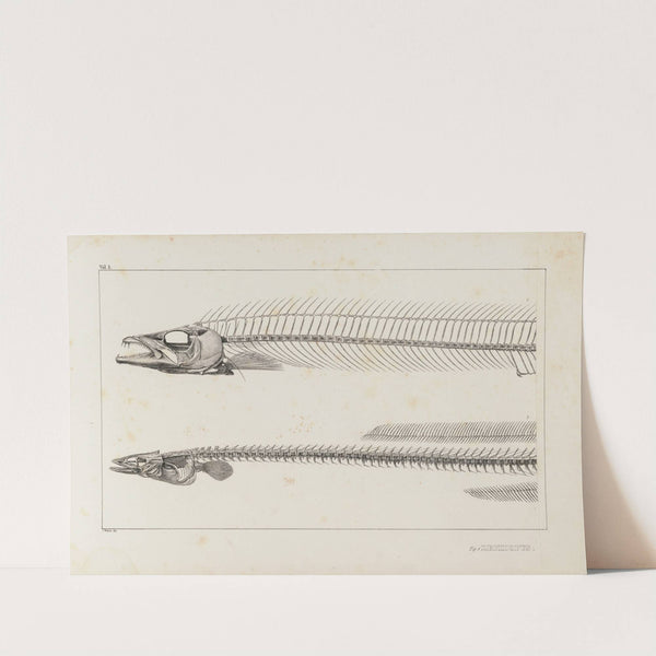 Recherches sur les poissons fossiles Pl.004 by Louis Agassiz