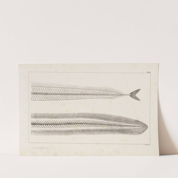 Recherches sur les poissons fossiles Pl.005 by Louis Agassiz