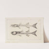 Recherches sur les poissons fossiles Pl.007 by Louis Agassiz