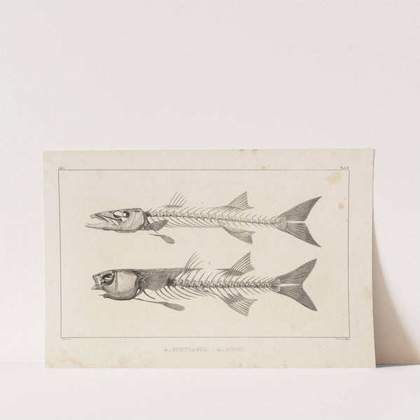 Recherches sur les poissons fossiles Pl.007 by Louis Agassiz