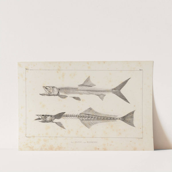 Recherches sur les poissons fossiles Pl.008 by Louis Agassiz