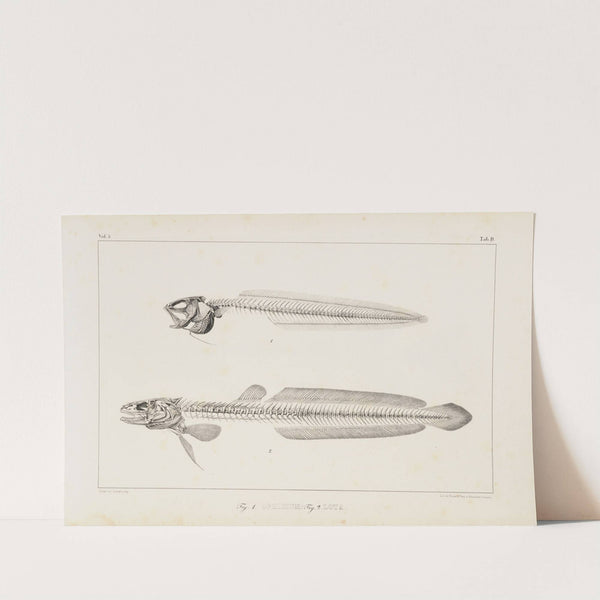 Recherches sur les poissons fossiles Pl.009 by Louis Agassiz