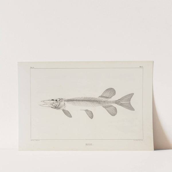 Recherches sur les poissons fossiles Pl.010 by Louis Agassiz