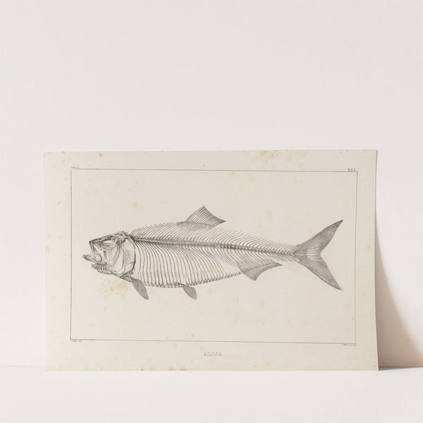 Recherches sur les poissons fossiles Pl.012 by Louis Agassiz