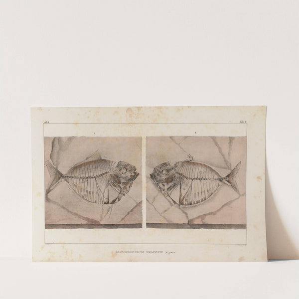 Recherches sur les poissons fossiles Pl.014 by Louis Agassiz