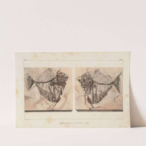 Recherches sur les poissons fossiles Pl.015 by Louis Agassiz