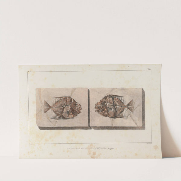 Recherches sur les poissons fossiles Pl.016 by Louis Agassiz