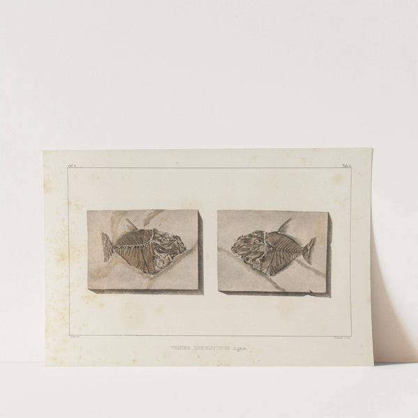 Recherches sur les poissons fossiles Pl.018 by Louis Agassiz
