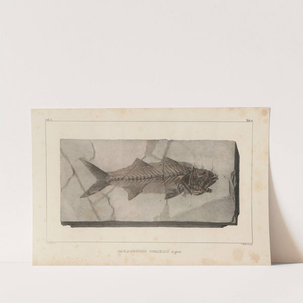 Recherches sur les poissons fossiles Pl.021 by Louis Agassiz
