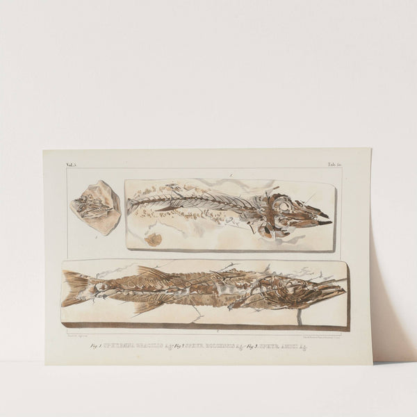 Recherches sur les poissons fossiles Pl.023 by Louis Agassiz