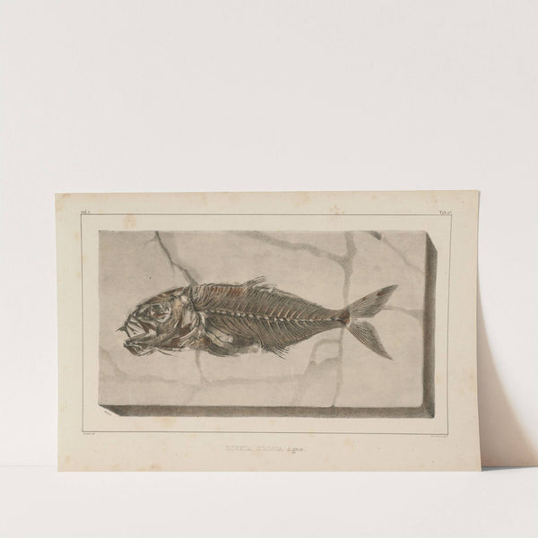 Recherches sur les poissons fossiles Pl.025 by Louis Agassiz