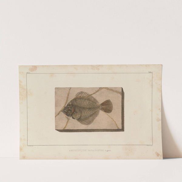 Recherches sur les poissons fossiles Pl.027 by Louis Agassiz