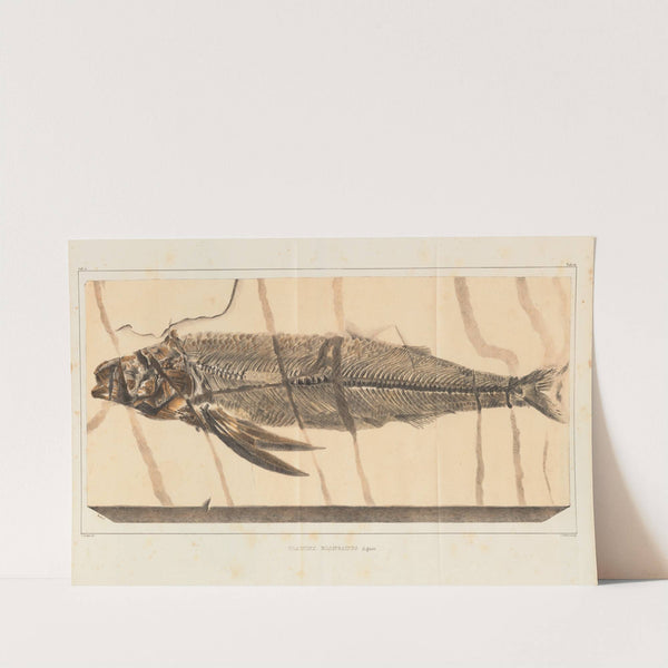 Recherches sur les poissons fossiles Pl.028 by Louis Agassiz