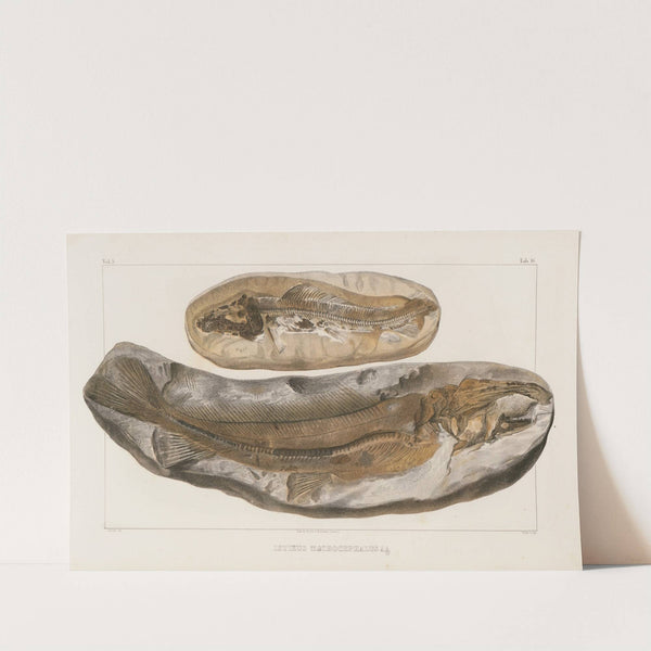 Recherches sur les poissons fossiles Pl.030 by Louis Agassiz