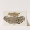 Recherches sur les poissons fossiles Pl.032 by Louis Agassiz