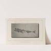 Recherches sur les poissons fossiles Pl.033 by Louis Agassiz