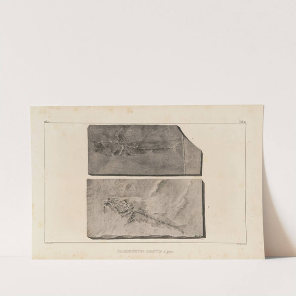 Recherches sur les poissons fossiles Pl.034 by Louis Agassiz