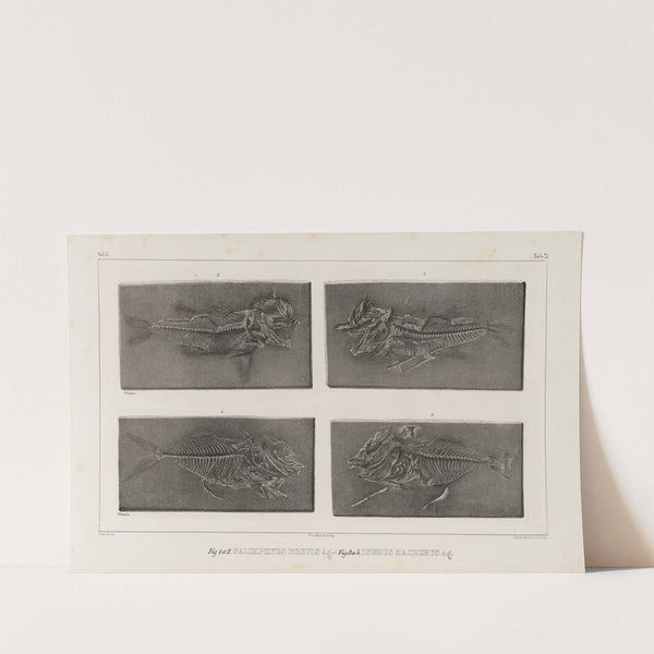 Recherches sur les poissons fossiles Pl.035 by Louis Agassiz