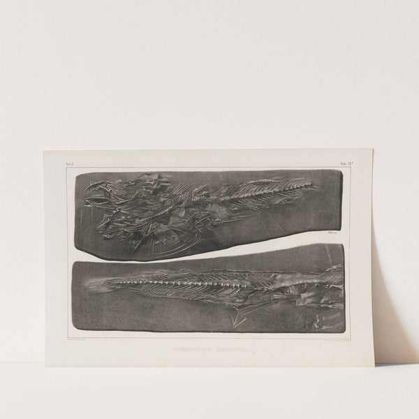 Recherches sur les poissons fossiles Pl.036 by Louis Agassiz