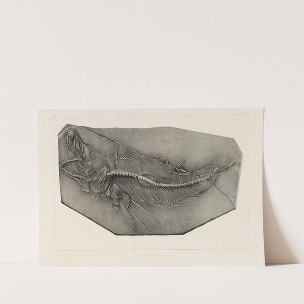 Recherches sur les poissons fossiles Pl.037 by Louis Agassiz