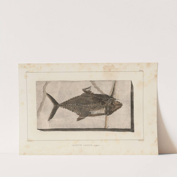 Recherches sur les poissons fossiles Pl.039 by Louis Agassiz