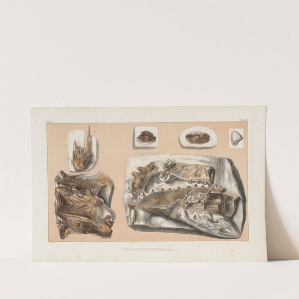 Recherches sur les poissons fossiles Pl.041 by Louis Agassiz