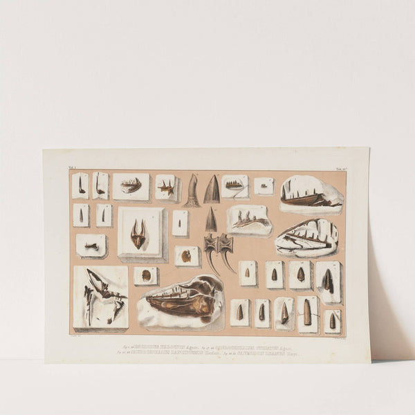 Recherches sur les poissons fossiles Pl.043 by Louis Agassiz