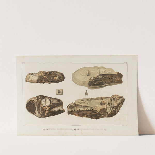 Recherches sur les poissons fossiles Pl.044 by Louis Agassiz