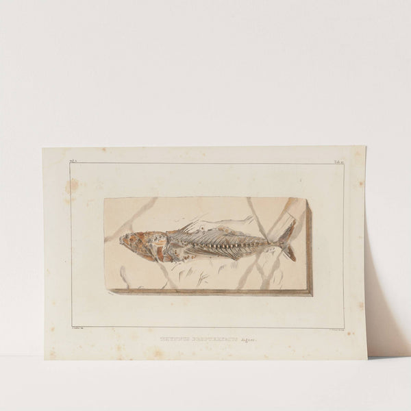 Recherches sur les poissons fossiles Pl.045 by Louis Agassiz