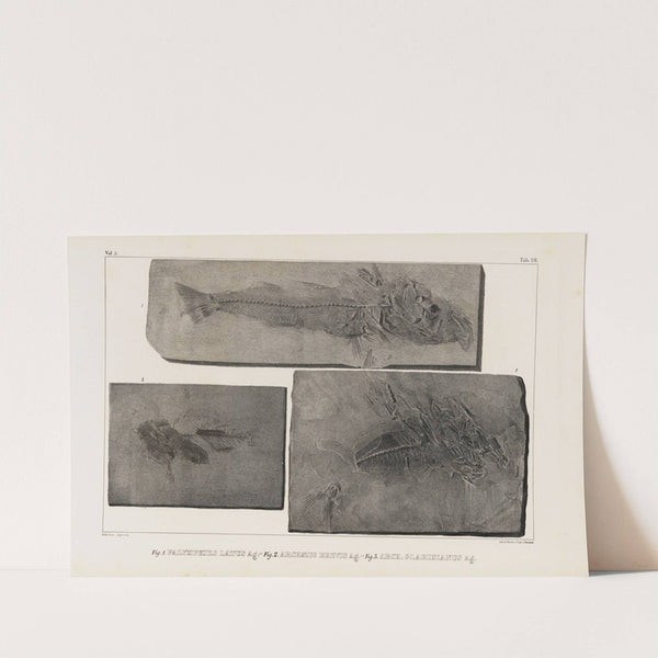Recherches sur les poissons fossiles Pl.046 by Louis Agassiz