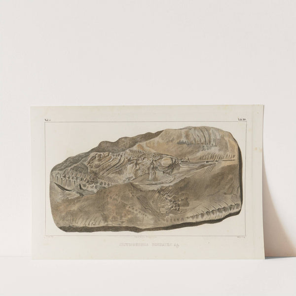 Recherches sur les poissons fossiles Pl.048 by Louis Agassiz