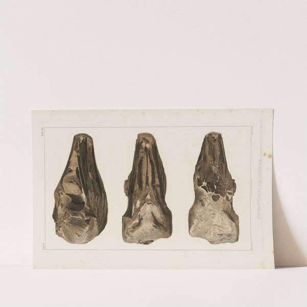 Recherches sur les poissons fossiles Pl.049 by Louis Agassiz