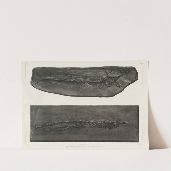 Recherches sur les poissons fossiles Pl.050 by Louis Agassiz