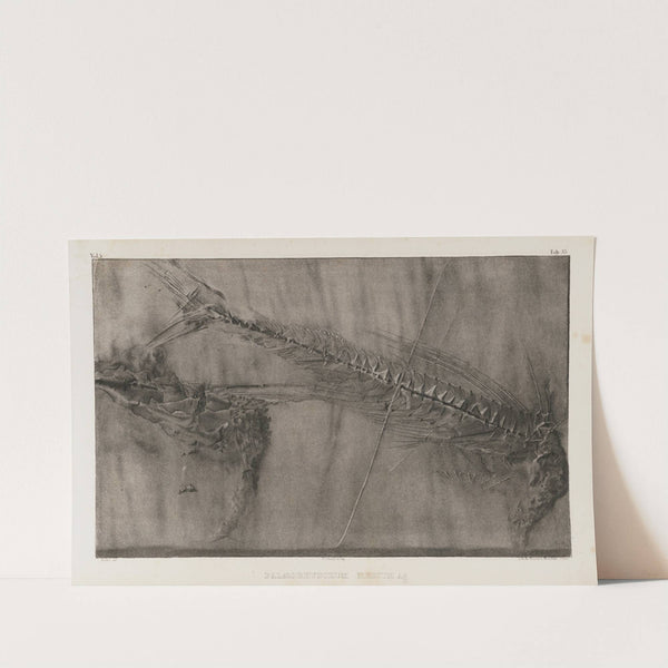 Recherches sur les poissons fossiles Pl.051 by Louis Agassiz