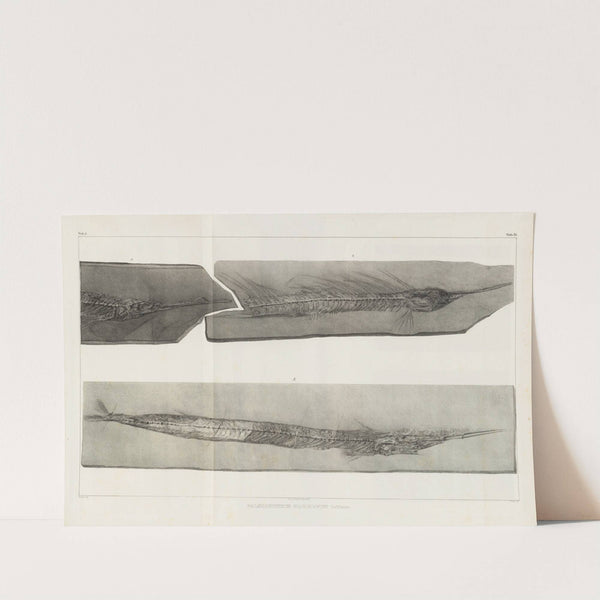 Recherches sur les poissons fossiles Pl.052 by Louis Agassiz