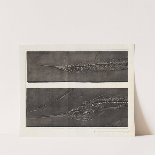 Recherches sur les poissons fossiles Pl.053 by Louis Agassiz