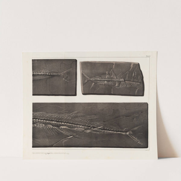 Recherches sur les poissons fossiles Pl.054 by Louis Agassiz